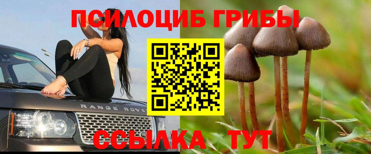 Черняховск  купить наркотик  Вход с VPN  Псилоцибиновые грибы Psilocybe 
